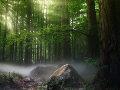 Trees: Photo by Zhang Kaiyv