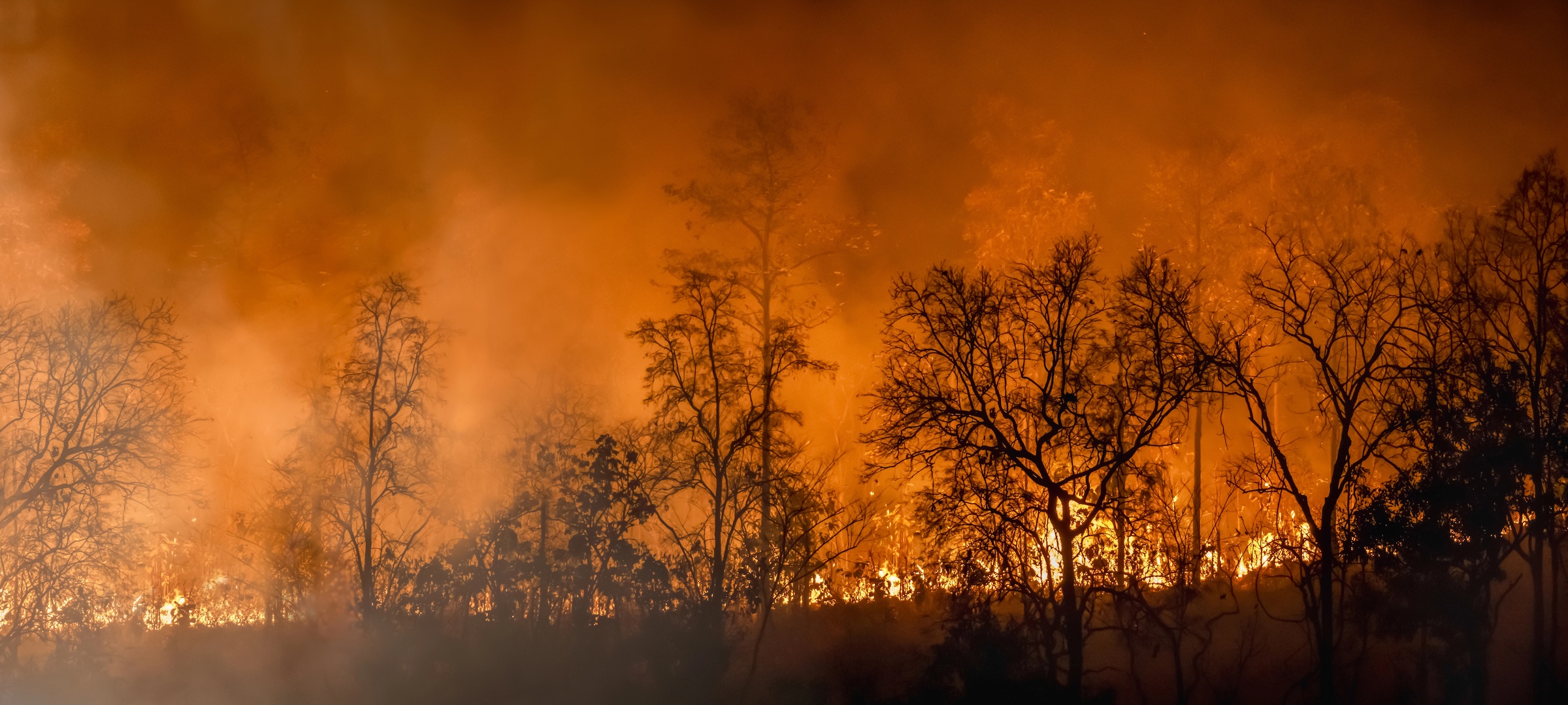 Rain forest wild fire
